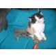 ELVIS  ELSA,, Britisch Kurzhaarkatze - Katze