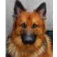 ELWOOD, Pflegestelle Wien, verspielte Wasserratte - Langhaarschäfer - Rüde