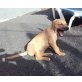EMBA, Presa canario Welpen - Hündin