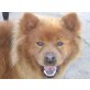 EMERSON, Chow-Chow -Mix schwitzt sehr auf Mallorca - Rüde