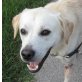 EMIL 4, Pflegestelle Wien, Labrador-Mix - Rüde