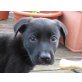EMIL, Labradormix,Pflegestelle Wien Welpen - Rüde