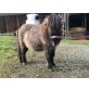 EMIL, Shetland Pony - Hengst