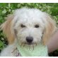 EMIL, Tibet Terrier Mischling, kastriert Welpen - Rüde