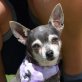 EMILIA - Linares, Chihuahua, kastriert - Hündin