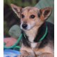 EMILO, Pflegestelle Niederösterreich, KLEINER, HANDLICHER KUSCHELHUND! Pinschermix - Rüde
