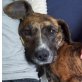 EMILY 5, Pflegestelle Niederösterreich, Boxermix - Hündin