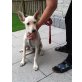 EMILY, Chihuahua-Mix - Hündin