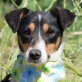 EMILY - Ubeda, Bodeguero-Andaluz - kastriert - Hündin