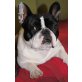 EMMA 13, Pflegestelle Niederösterreich, liebenswerte Französische Bulldogge - Hündin