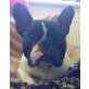 EMMA 14, Pflegestelle Wien, TYPISCH BULLY - liebe französische Bulldoggen - Hündin