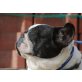 EMMA 9, Französische Bulldoggenhündin, PS Wien - Hündin
