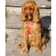 EMMA, Englischer Cockerspaniel - Hündin