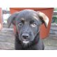 EMMA, Labradormix,Pflegestelle Wien Welpen - Hündin