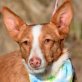 EMMA - Ubeda, Podenco - kastriert - Hündin