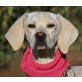 EMMA - Ubeda, Pointer Mix - kastriert - Hündin