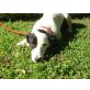 EMMA ein liebes großes Mädchen, Labrador - Sennenhund Mix Welpen - Hündin
