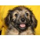 EMMELIE, Pudel/Terriermischling, Pflegestelle Linz Welpen - Hündin