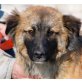 EMOS, Pflegestelle Tirol, AUS DEM AUTO GEWORFEN! Spitz-Mix - Rüde