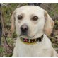 ENDO, Labradormix klein, PS Steiermark - Rüde