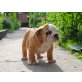 ENGLISCHE BULLDOGGE WELPEN mit papieren, Englische Bulldogge - Rüde