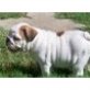 ENGLISH BULLDOG PUPPIES FOR SALE, Englische Bulldogge - Rüde