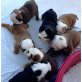 ENGLISH BULLDOG WELPEN SIND BEREIT ZU IHRER F, Englische Bulldogge - Rüde