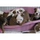 ENGLISH BULLDOG Welpen zur Verfügung, Englische Bulldogge - Rüde
