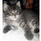 ENJA, Maine Coon - Katze