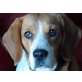 ENNA, Beagle rührt ihr Herz - Hündin