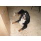 ENNY, Berner Sennenhund - Hündin