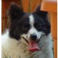 ENY, Pflegestelle Niederösterreich, kleiner Sonnenschein - fröhliche SPITZ-Mix - Hündin