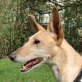 ENYA, Galga, kastriert, 1-2 Jahre alt - Hündin