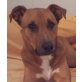 EPSO, Pflegestelle Oberösterreich, GERADE NOCH GERETTET! Katzenverliebter MIX - Rüde
