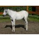 ER Great Stallion, Pony of the Americas - Hengst