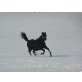 ER TARIS BLACK SUN, Quarter Horse - Stute