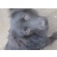 ERIC, Schäferhund Welpen - Rüde