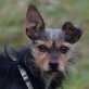 ERIC, Yorkshire Terrier Mischling, kastriert - Rüde