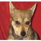ERICA, Pflegestelle Niederösterreich, kleine, lustige, verschmuste ChihuahuaMix - Hündin