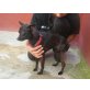 ERIKA, Chihuahua-Mix - Hündin