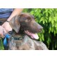 ERNESTO/DORO, Pflegestelle Strasshof, Deutscher Vorstehhund - Rüde