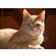 ERNESTO, Europäische Kurzhaarkatze - Kater