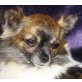 ERWIN, Pflegestelle Tirol, Kuschelwinzling - supersüßer Chihuahuamix - Rüde