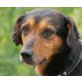 ESKO, Pflegestelle Niederösterreich, etwas schüchterner, hübscher Beaglemix - Rüde