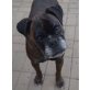 ESPRIT, Boxer - Hündin