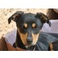 ESTA, toller,perfekter Familienhund-Mischlings - Hündin