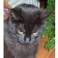 ESTHER, Tierschutz - Katze