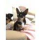 ESTRELLA, Chihuahua kurzhaariger Schlag - Hündin