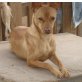 ESTRELLA, ESTRELLA, Ratero/Pinscher Mix, geb. 15.01.10 - Rüde