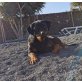 ESTRELLA, Rottweiler - Hündin